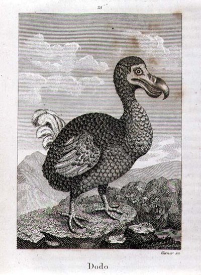 Il Dodo, da 