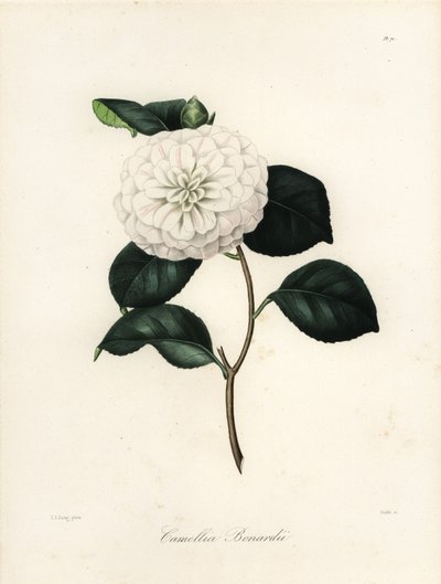 Varietà di Camellia japonica, Camellia bonardii o Camellia bonnardii da Jakob (after) Jung