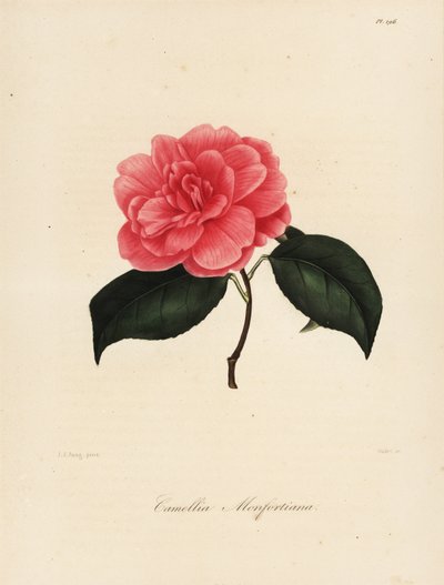 Varietà di Camellia japonica, Camellia monfortiana da Jakob (after) Jung