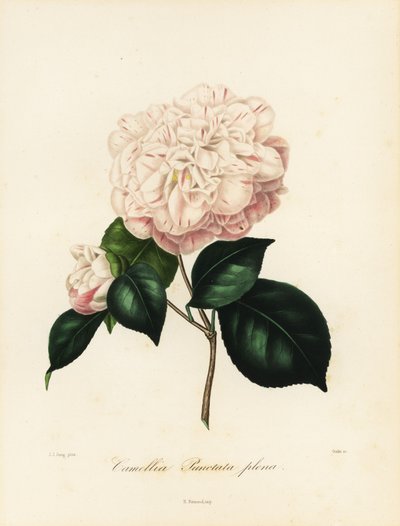 Camellia japonica varietà, Camellia punctata plena da Jakob (after) Jung