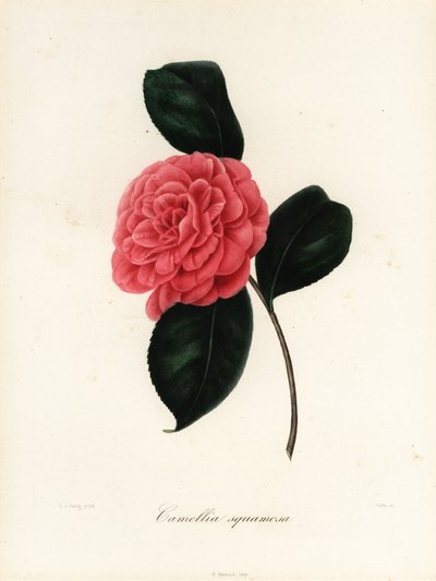 Camellia japonica, varietà Camellia squamosa da Jakob (after) Jung