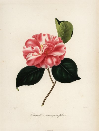Camellia japonica varietà, Camellia variegata plena da Jakob (after) Jung