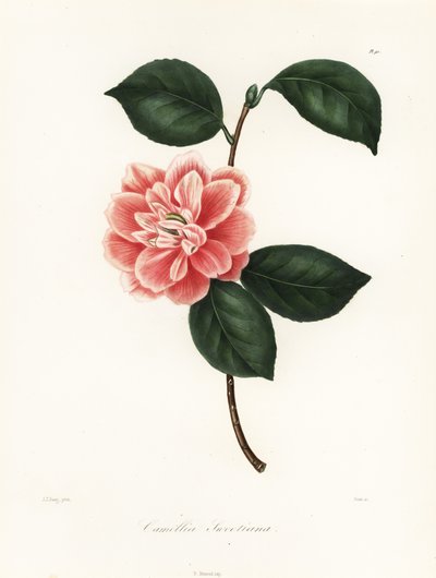 Camellia dipinta di Sweet, Camellia japonica varietà, Camellia sweetiana da Jakob (after) Jung