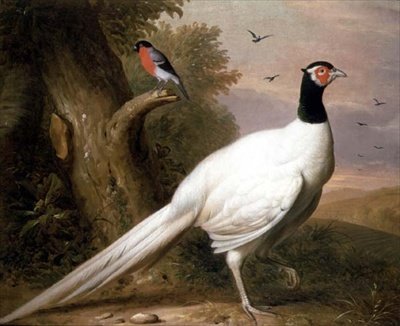 Un Fagiano Bianco in un Paesaggio da Jakob Bogdani or Bogdany