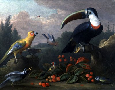 Tucano con Altri Uccelli da Jakob Bogdani or Bogdany