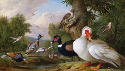 Varietà di anatre vicino a una pozza da Jakob Bogdani or Bogdany
