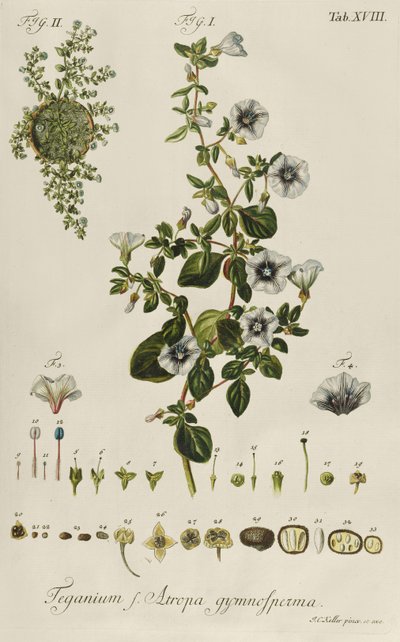 Convolvolo: Teganium f. Atropa gymnosperma da "Plantae Rariores" da Jakob Christoph Keller