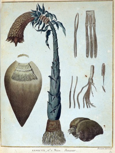 Banana - in "Viaggio in Nubia e Abissinia intrapreso per scoprire le sorgenti del Nilo negli anni 1768-1772", di James Bruce, vol. 1, Parigi da James Bruce