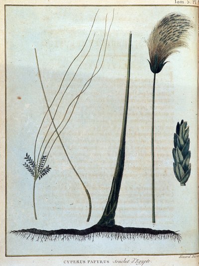 Cyperus papyrus, varietà d
