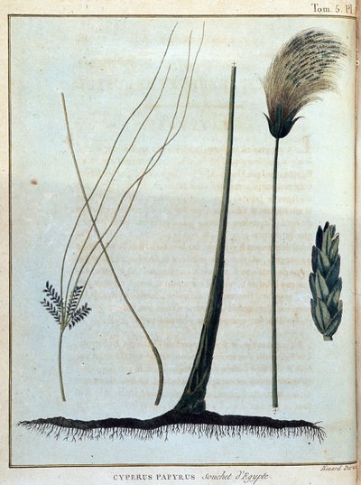 Cyperus papyrus, ceppo d