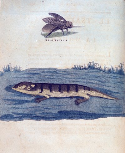 Mosca e lucertola - in "Viaggio in Nubia e Abissinia intrapreso per scoprire le sorgenti del Nilo negli anni 1768-1772", di James Bruce, Parigi da James Bruce