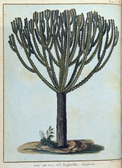 Kol-quall (Kol quall), euforbia (cactus) - in "Viaggio in Nubia e Abissinia intrapreso per scoprire le sorgenti del Nilo negli anni 1768-1772", di James Bruce, vol. 1, Parigi da James Bruce
