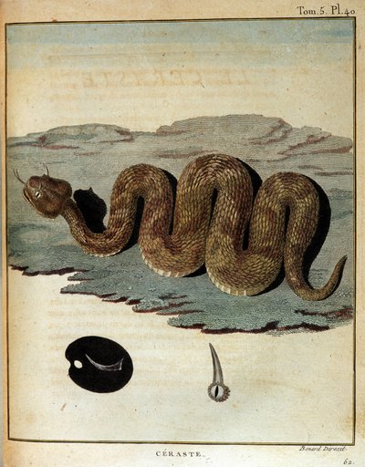 Serpente - in "Viaggio in Nubia e Abissinia intrapreso per scoprire le sorgenti del Nilo negli anni 1768-1772", di James Bruce, Parigi da James Bruce