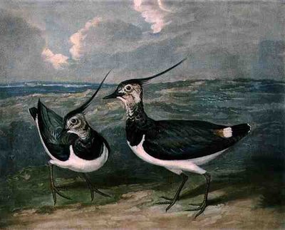 Piviere, tavola 9 di British Feather Game da James (after) Barenger