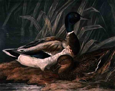 Anatre Selvatiche, tavola 5 di British Feather Game, inciso da Charles Turner, pub. da R. Ackermann, c.1810 da James (after) Barenger