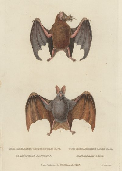 Pipistrello Glossophag senza coda e Pipistrello Megaderme Lira da James (after) Basire