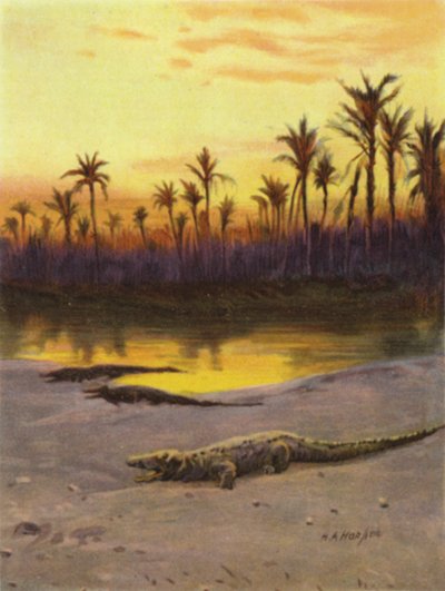 Coccodrillo (tramonto) sulla riva dell
