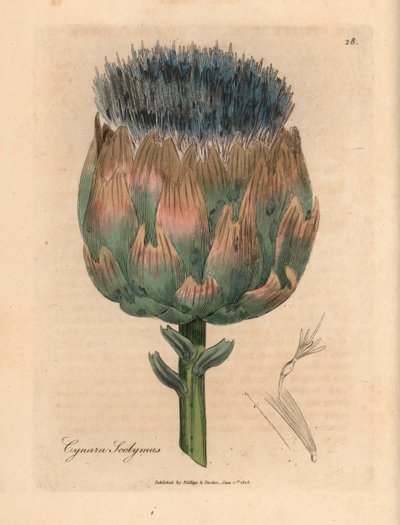 Carciofo a fiori blu e viola, Cynara scolymus, da un