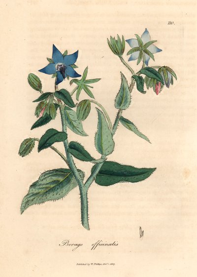 Borragine a fiori blu, Borago officinalis, da un