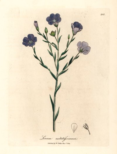 Lino a fiori blu, Linum usitatissimum, da un