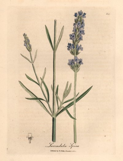 Lavanda a fiore blu, Lavandula spica, da un