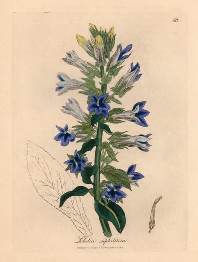 Lobelia a fiori blu o fiore del cardinale, Lobelia siphilitica, da un