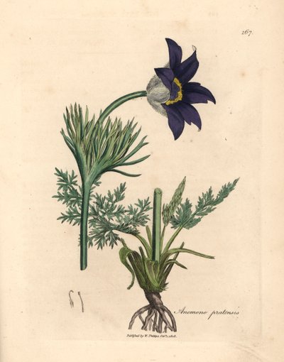 Anemone pratensis, da un