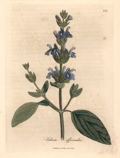 Salvia a fiori blu, Salvia officinalis, da un