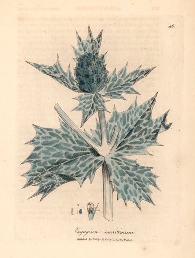 Eryngium maritinum a fiori blu, da un
