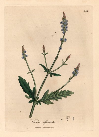 Verbena a fiori blu, Verbena officinalis, da un