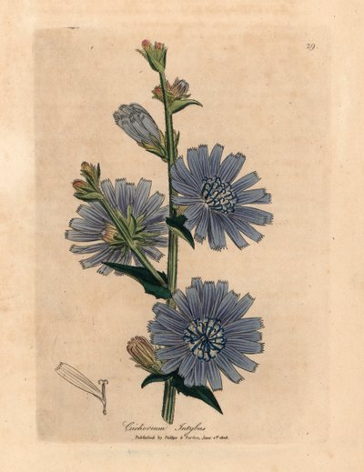 Cicoria selvatica a fiori blu, Cichorium intybus, da un