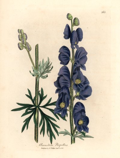 Aconito napello a fiore blu, Aconitum napellus, da un