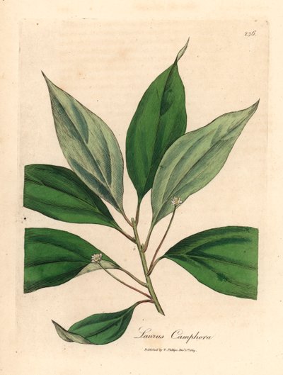 Albero di canfora, Laurus camphora, da un