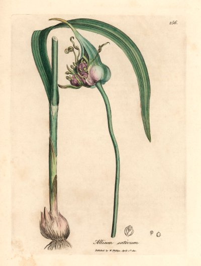 Aglio comune coltivato, Allium sativum, da un