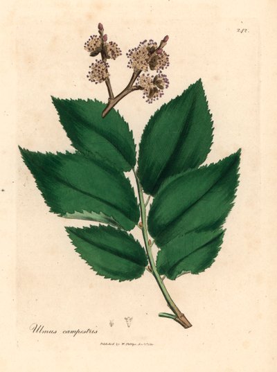 Olmo comune, Ulmus campestris, da un