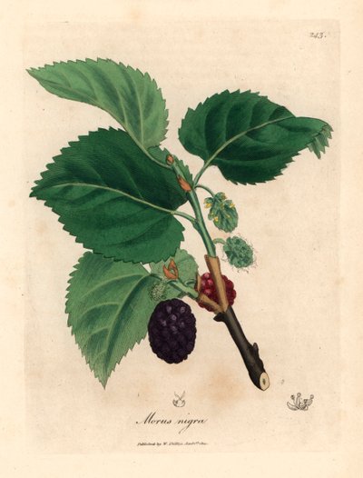 Gelso comune, Morus nigra, da un