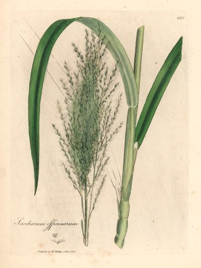 Canna da zucchero comune, Saccharum officinarum, da un