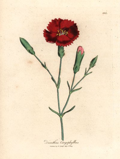 Garofano cremisi, garofano chiodato, Dianthus caryophyllus, da un