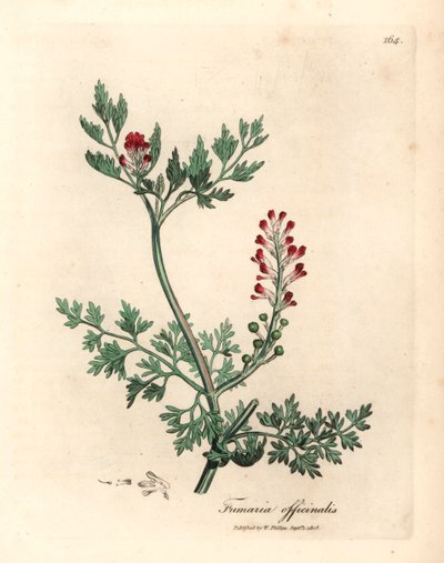 Fumaria dai fiori cremisi, Fumaria officinalis, da un