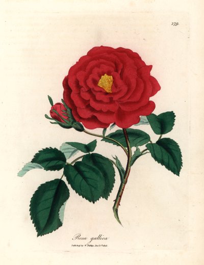 Rosa officinale cremisi, Rosa gallica, da un