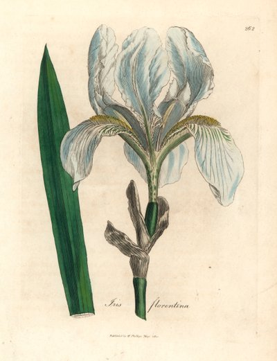Iris fiorentino, Iris florentina, da un