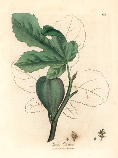 Fico verde, frutto, foglie, contorno della foglia, Ficus carica, da un
