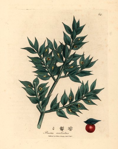 Pungitopo a fiore verde, Ruscus aculeatus, da un