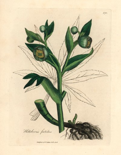Elleboro fetido a fiori verdi o piede d