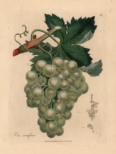 Uva verde, vite e foglie, Vitis vinifera, da un