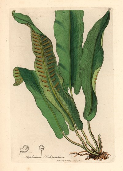 Felce lingua di cervo, Asplenium scolopendrium, da un