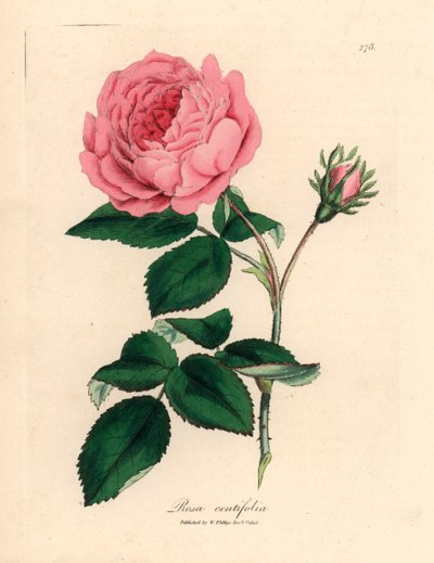 Rosa centifolia, da un