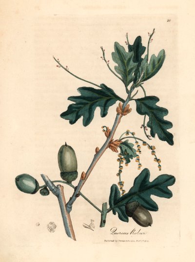 Foglie e ghiande della quercia comune, Quercus robur, da un