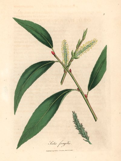 Foglie e amenti del salice fragile, Salix fragilis, da un
