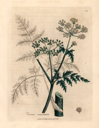 Foglie e fiori di cicuta, Conium maculatum, da un